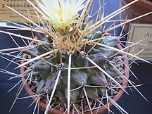 Thelocactus